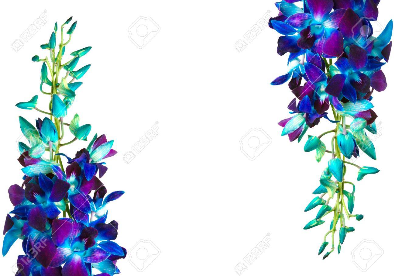 Blue Orchid Background