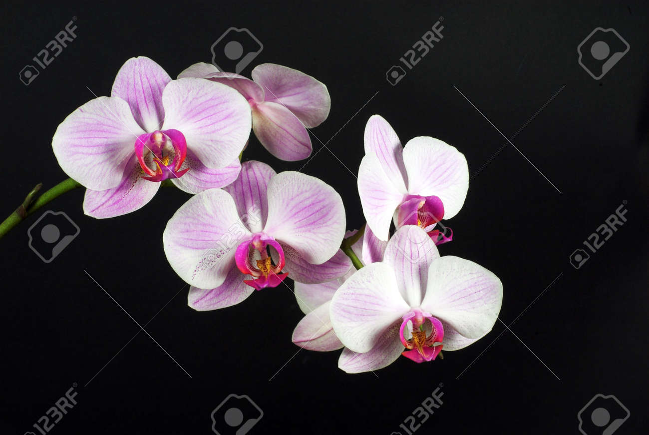 Orchid Phalaenopsis Colors