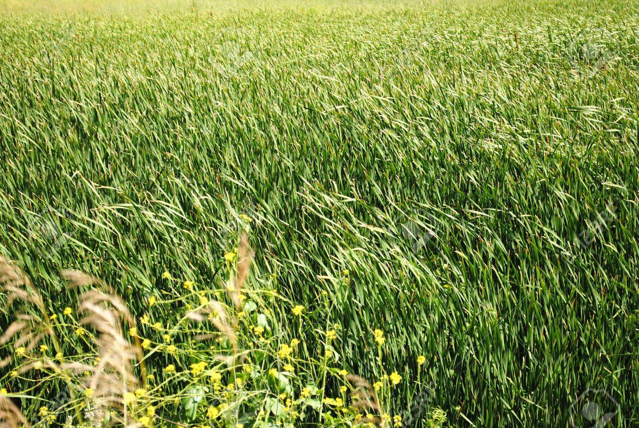 IMAGIER COLLECTIF 7464478-des-vagues-de-l-herbe-des-prairies-indig-nes-du-Midwest-garni-de-fleurs-sauvages-de-fond-pour-votre--Banque-d'images