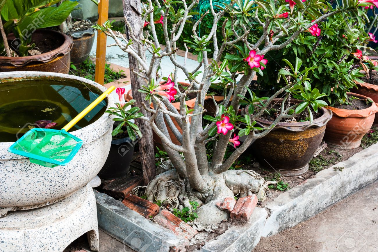 questo è il piccolo giardino di fronte alla casa hanno una piccola ... - Piccolo Giardino Piante E Fiori questo è il piccolo giardino di fronte alla casa hanno una piccola ... - Piccolo Giardino Piante E Fiori
