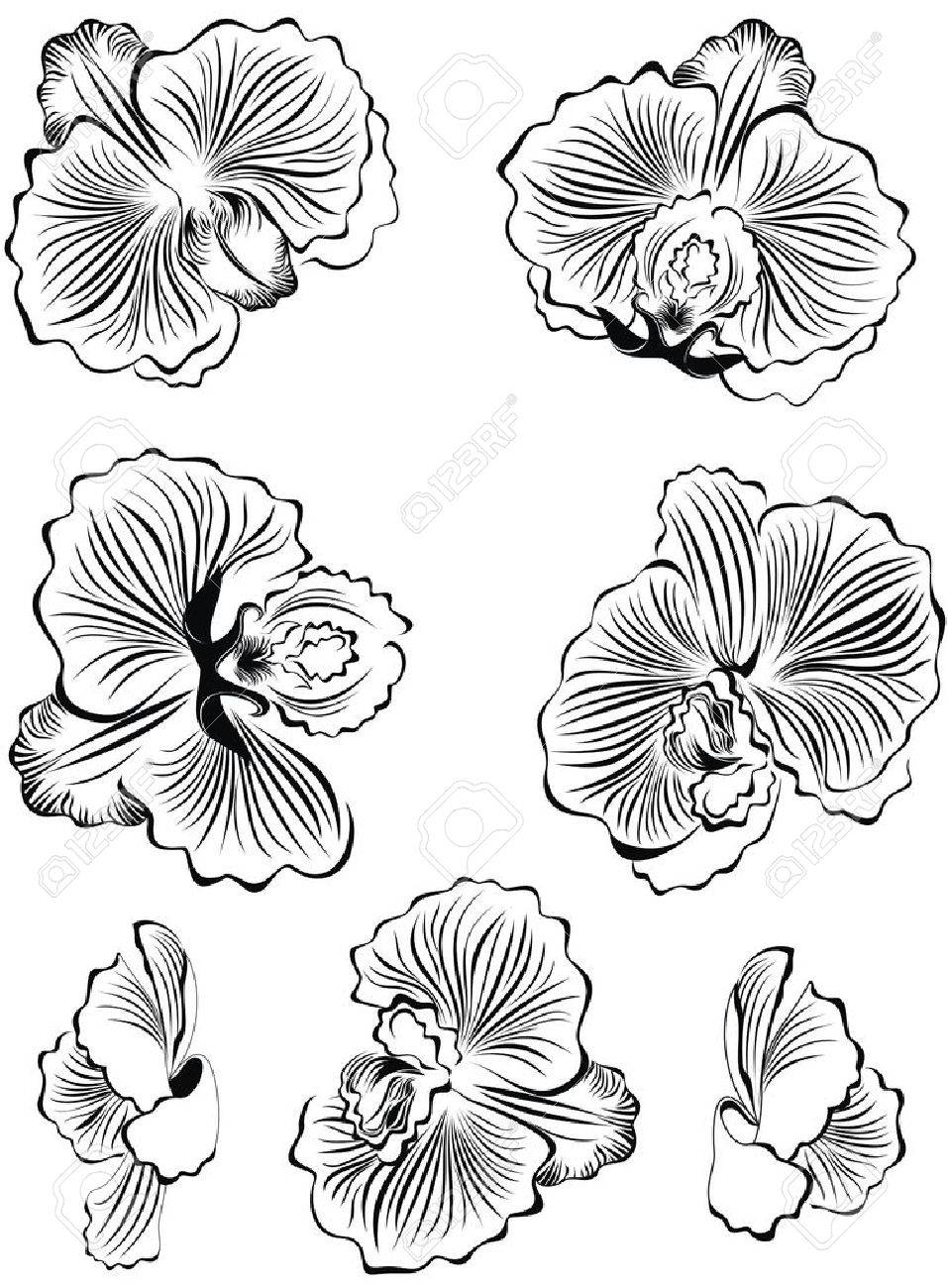 Orchid Drawing Black And White