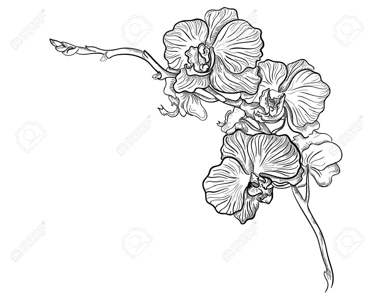 Orchid Drawing Easy