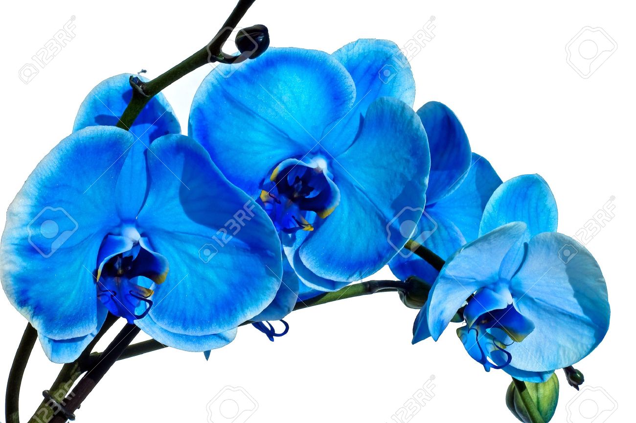 Blue Orchid Flower Drawing