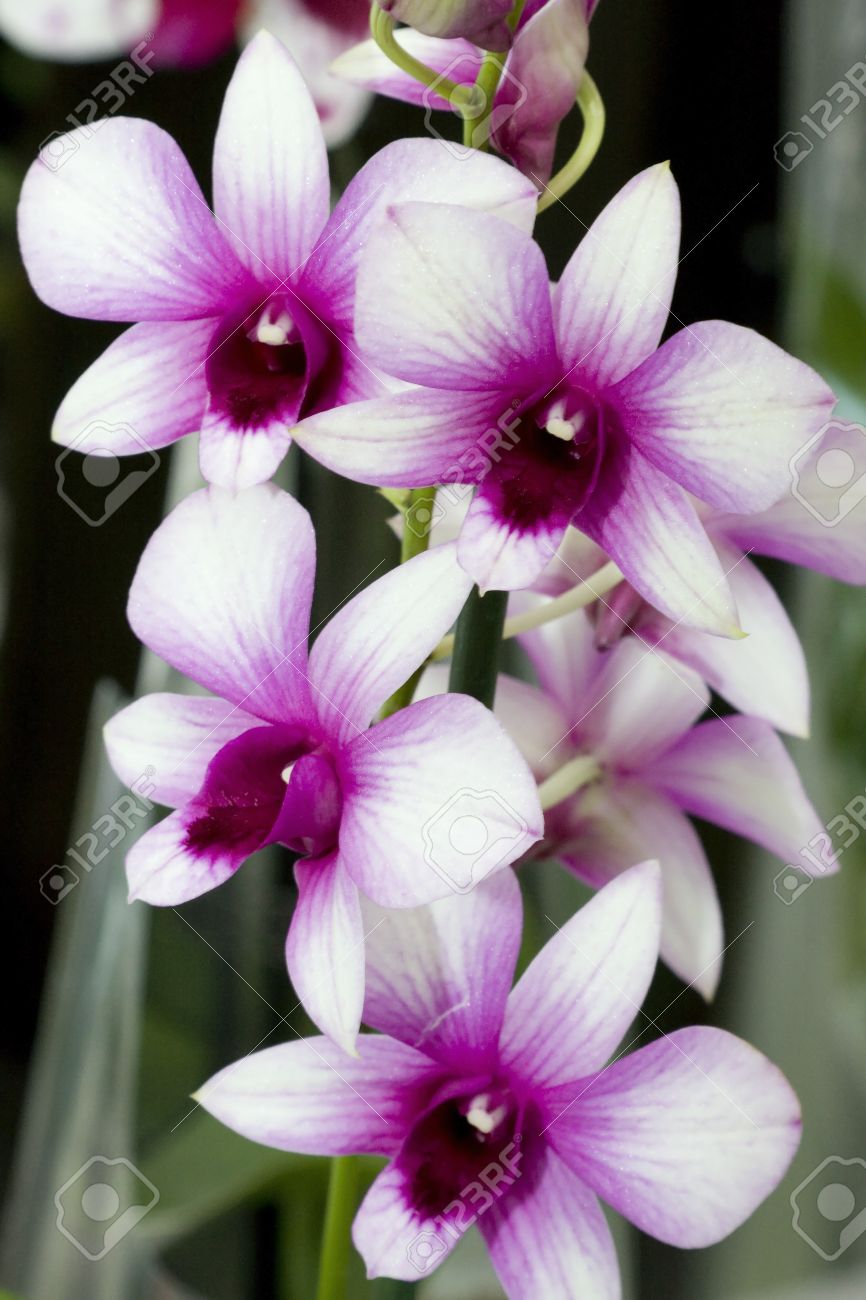 Orchid Dendrobium