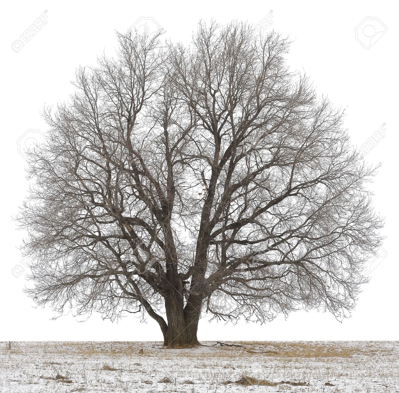 Winter tree without leaves