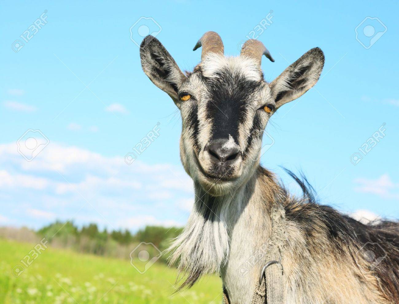 7297228-Smiling-goat-over-blue-sky-Stock-Photo-goat-funny.jpg