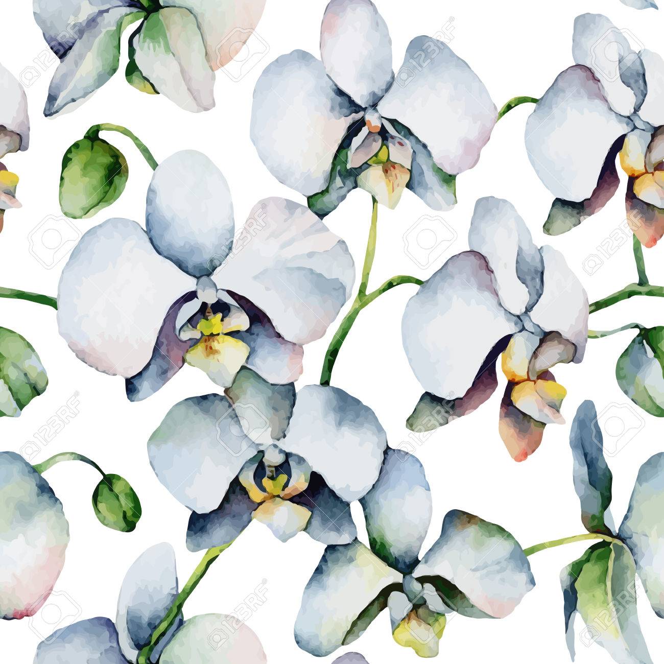 White Orchid Vector White Orchid Vector