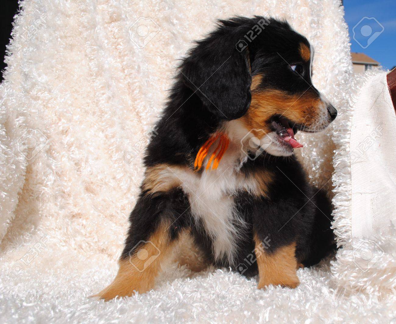 Afficher limage dorigine