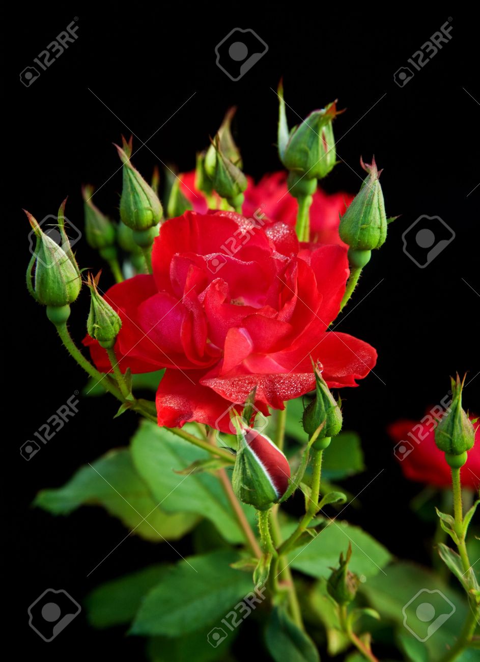 Red Roses With Water Drops With Black Background