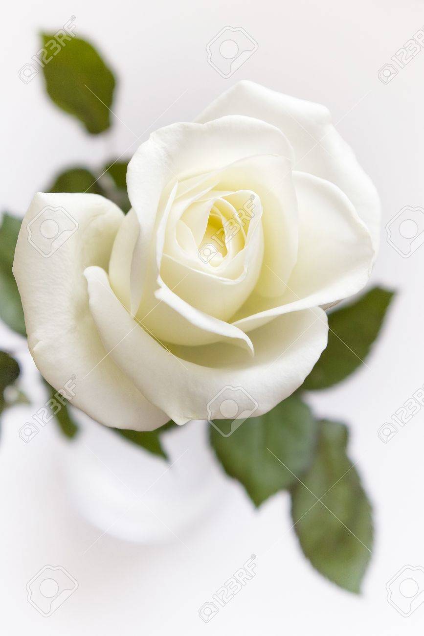 Single White Rose In Vase