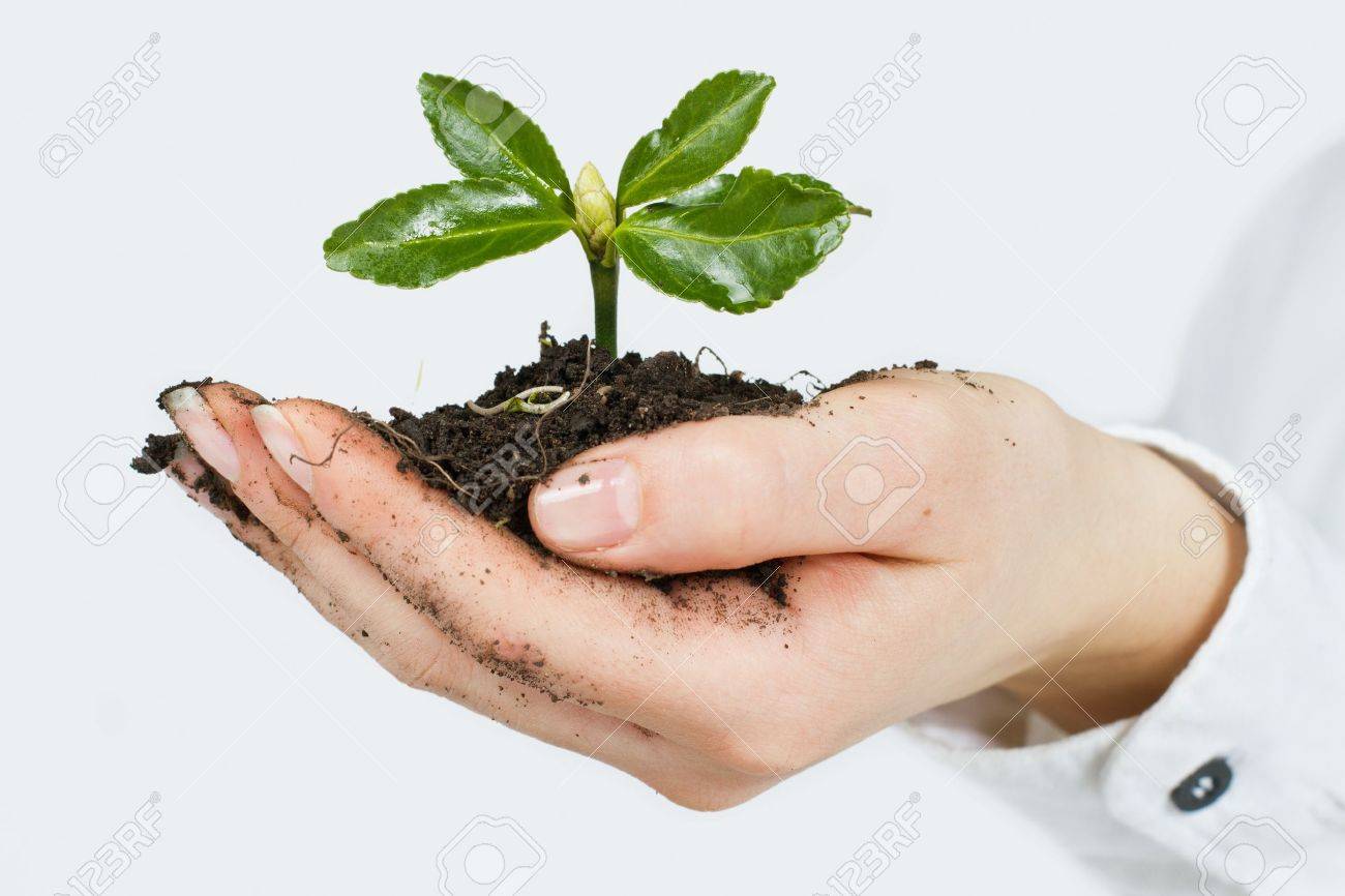 Image result for SMALL PLANT ENVIRONMENT