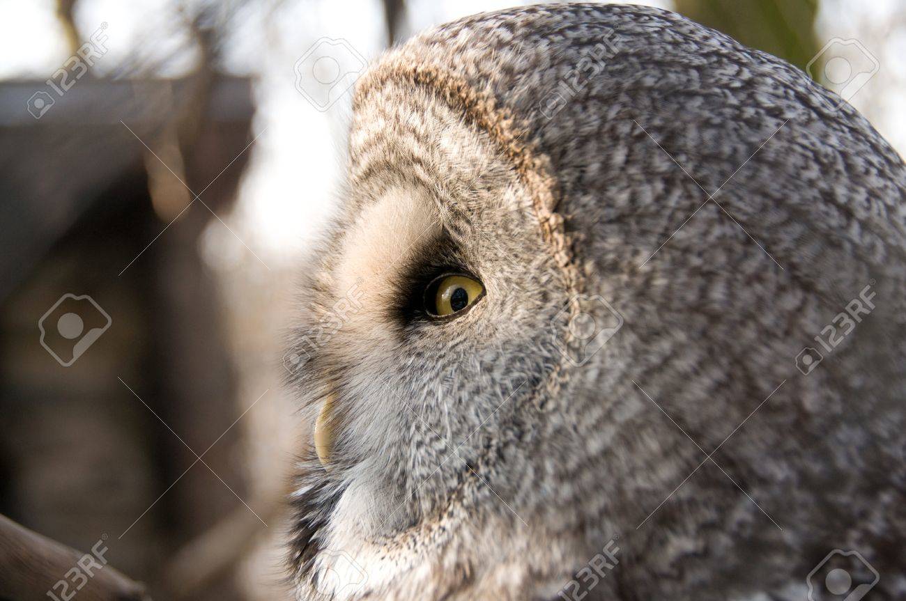 quel est animal symbolisant la sagesse