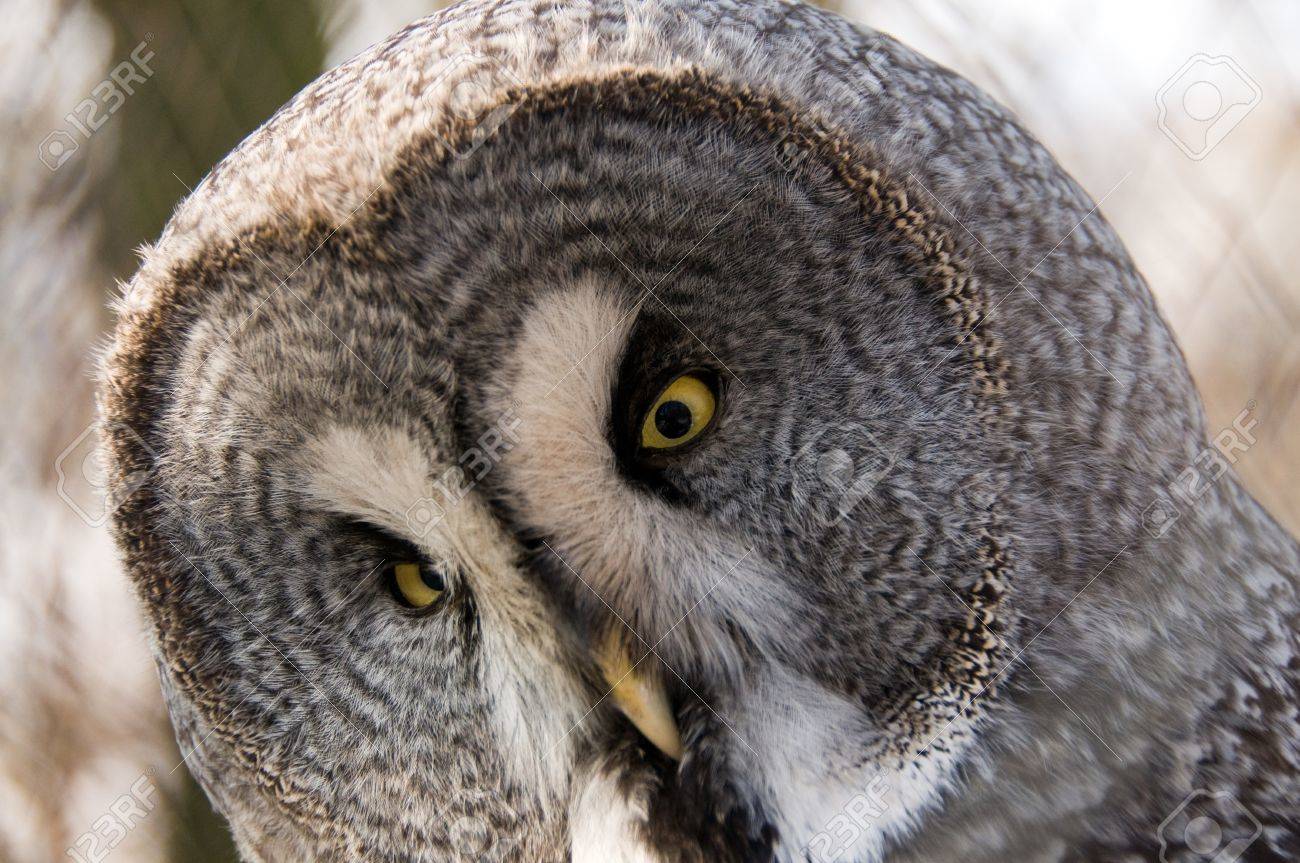 quel est animal symbolisant la sagesse