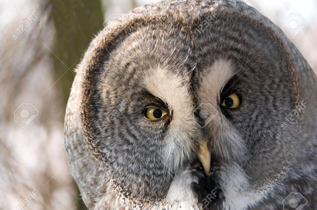 quel est animal symbolisant la sagesse