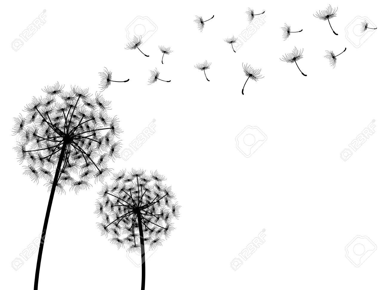 Αποτέλεσμα εικόνας για dandelion black and white