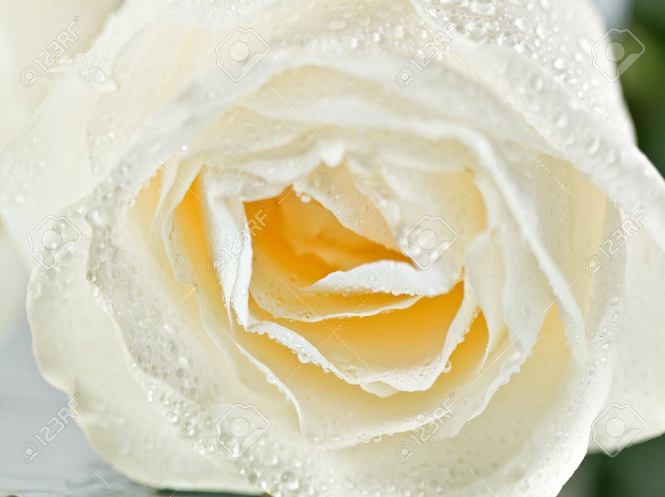 White Rose With Water Drops