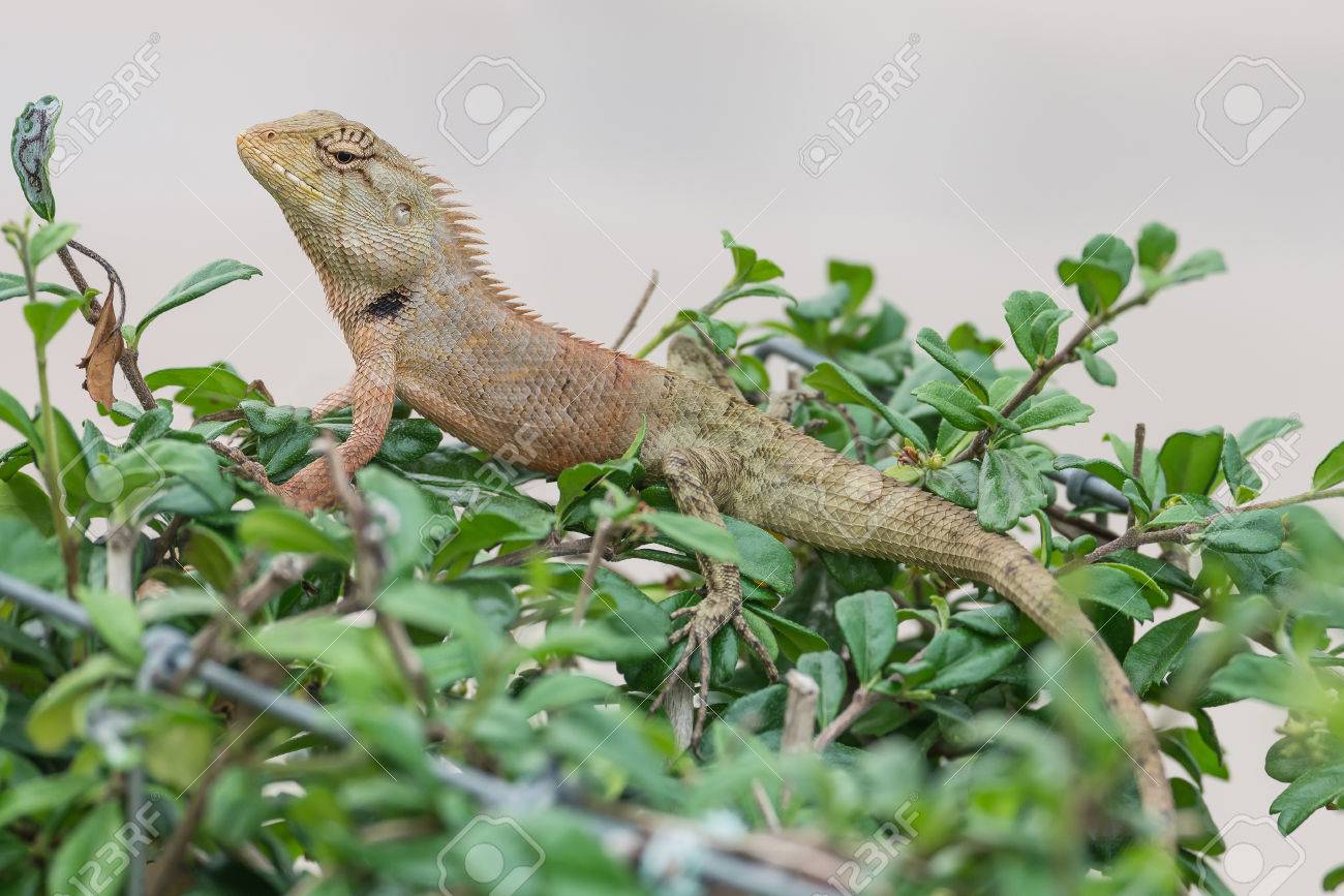 Znalezione obrazy dla zapytania Sauria