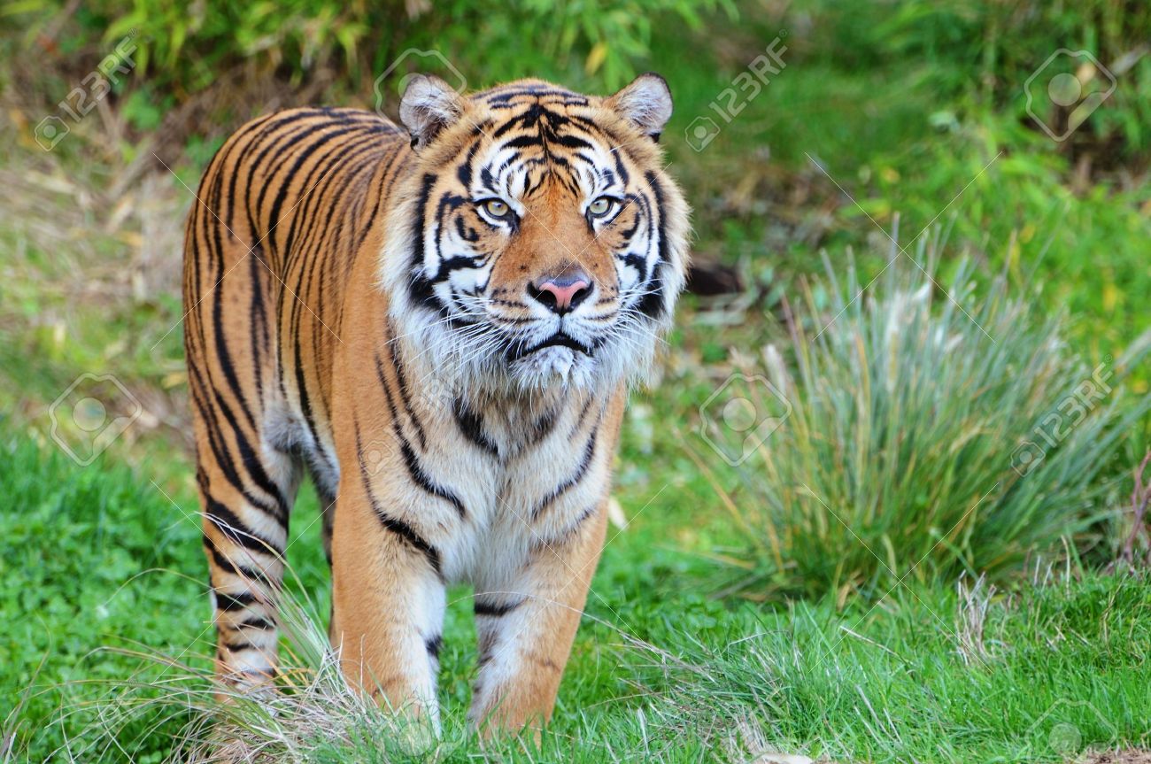 Sumatran Tiger wallpapers, Sumatran Tiger photo gallery, Picture of Sumatran Tiger , Baby Sumatran Tiger pictures, Sumatran Tiger photo gallery
