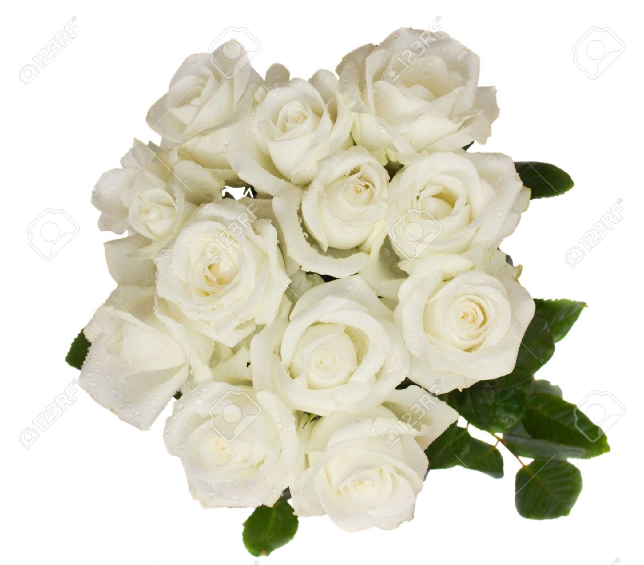 White Rose With Water Drops White Rose With Water Drops