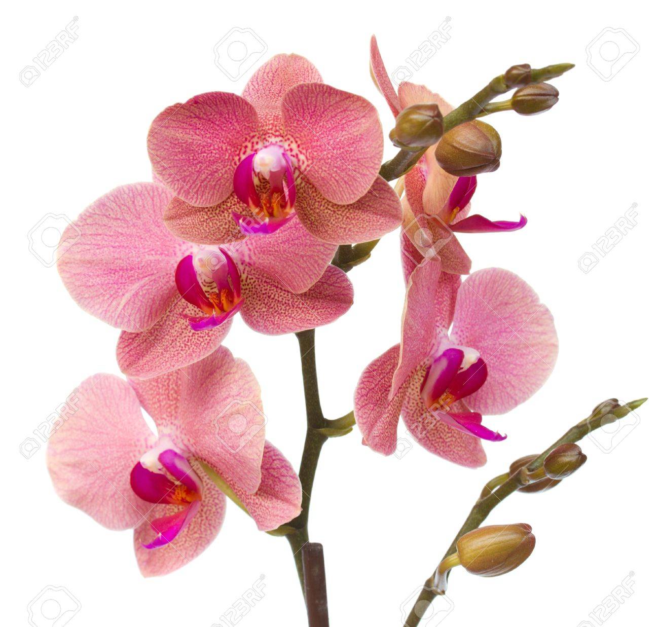 Red Orchid Flower Red Orchid Flower