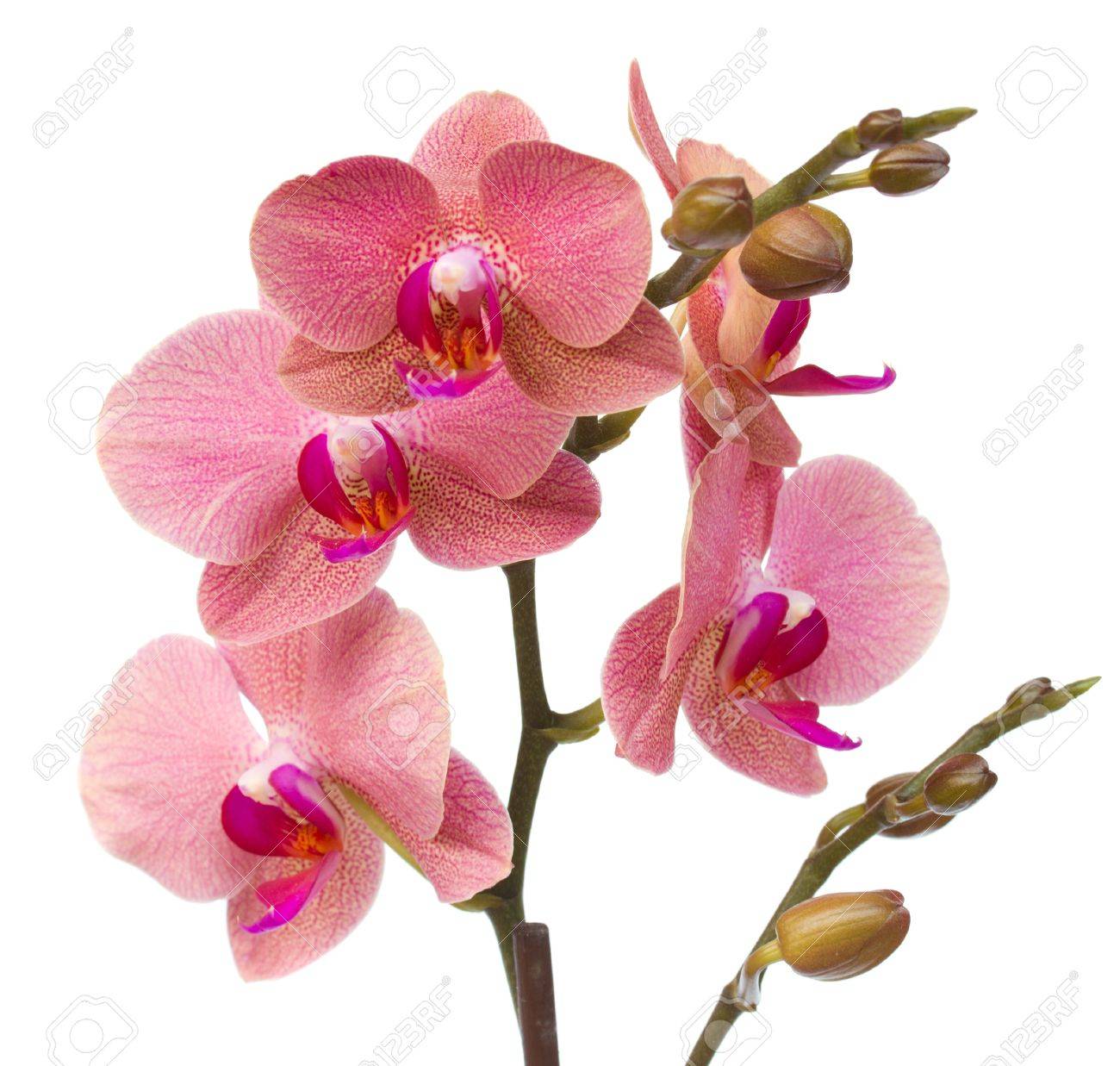 Red Orchid Flower