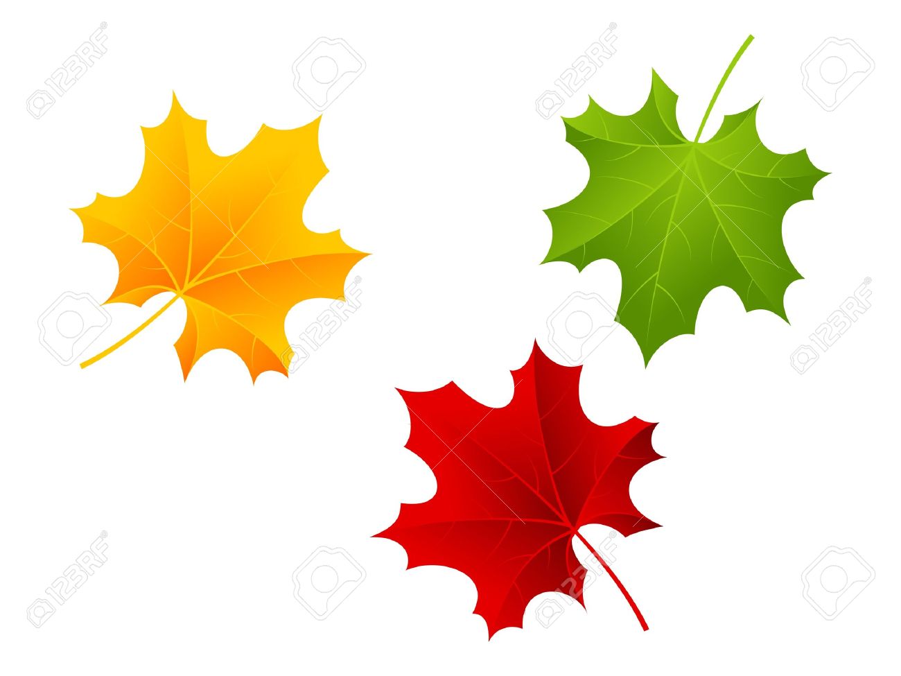 Plant Leaves Maple Leaf Leaves Vector