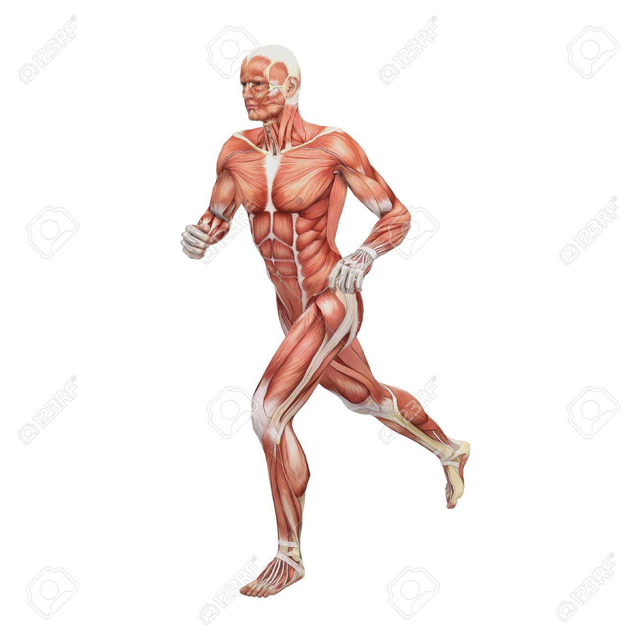17714364-anatom-a-masculina-y-m-sculos-foto-de-archivojpg 13001300 Anatomia Musculos Fotos Anatomia