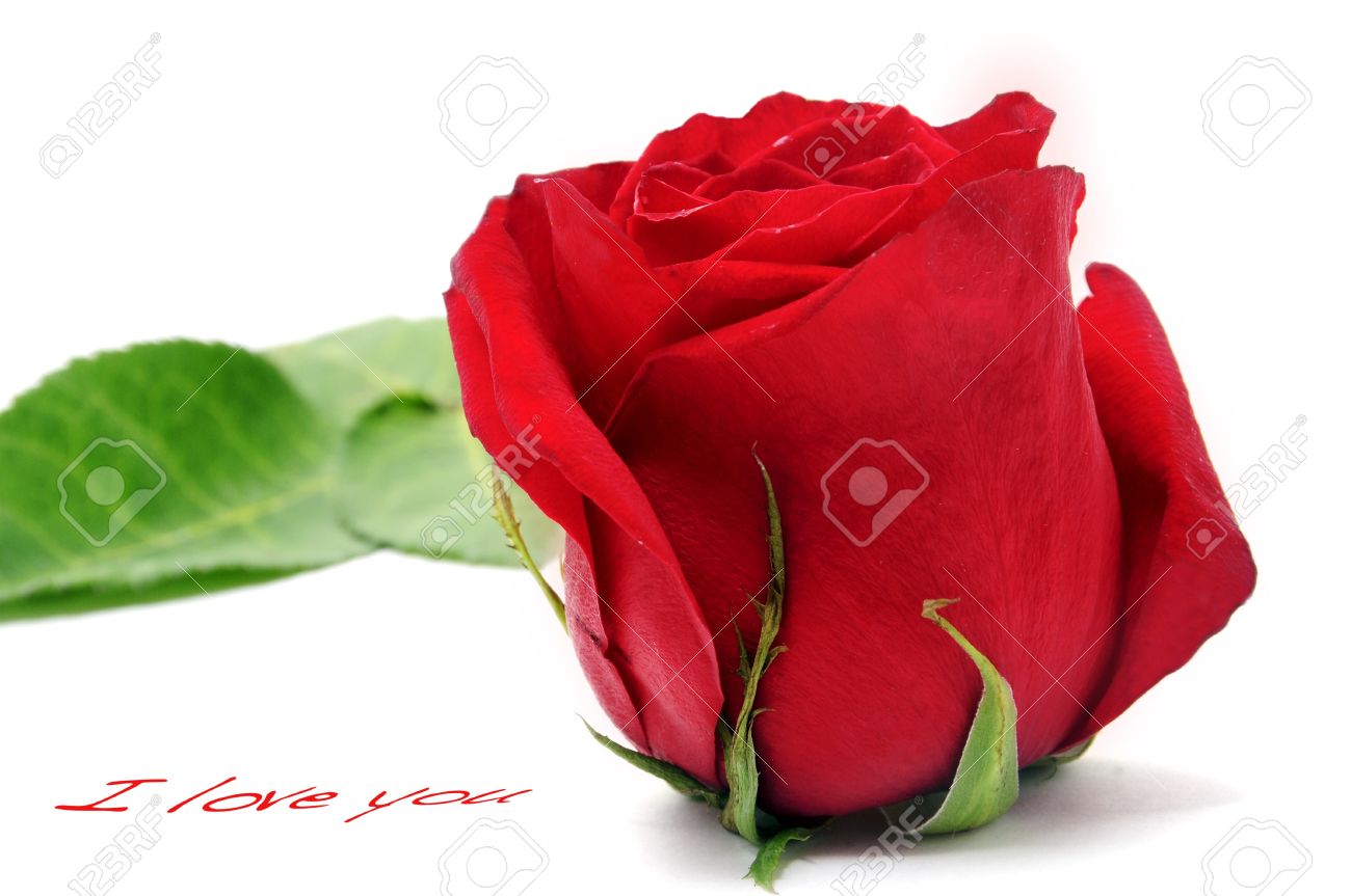 White Rose I Love You White Rose I Love You