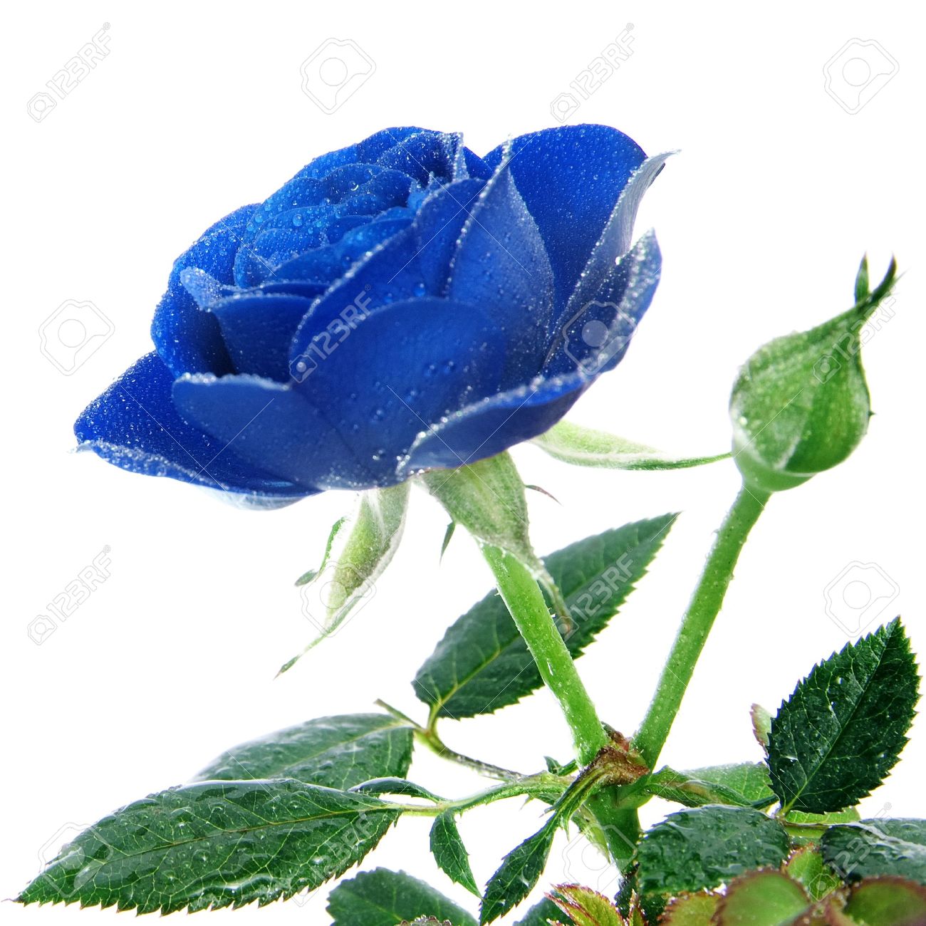 Real Blue Rose Bush