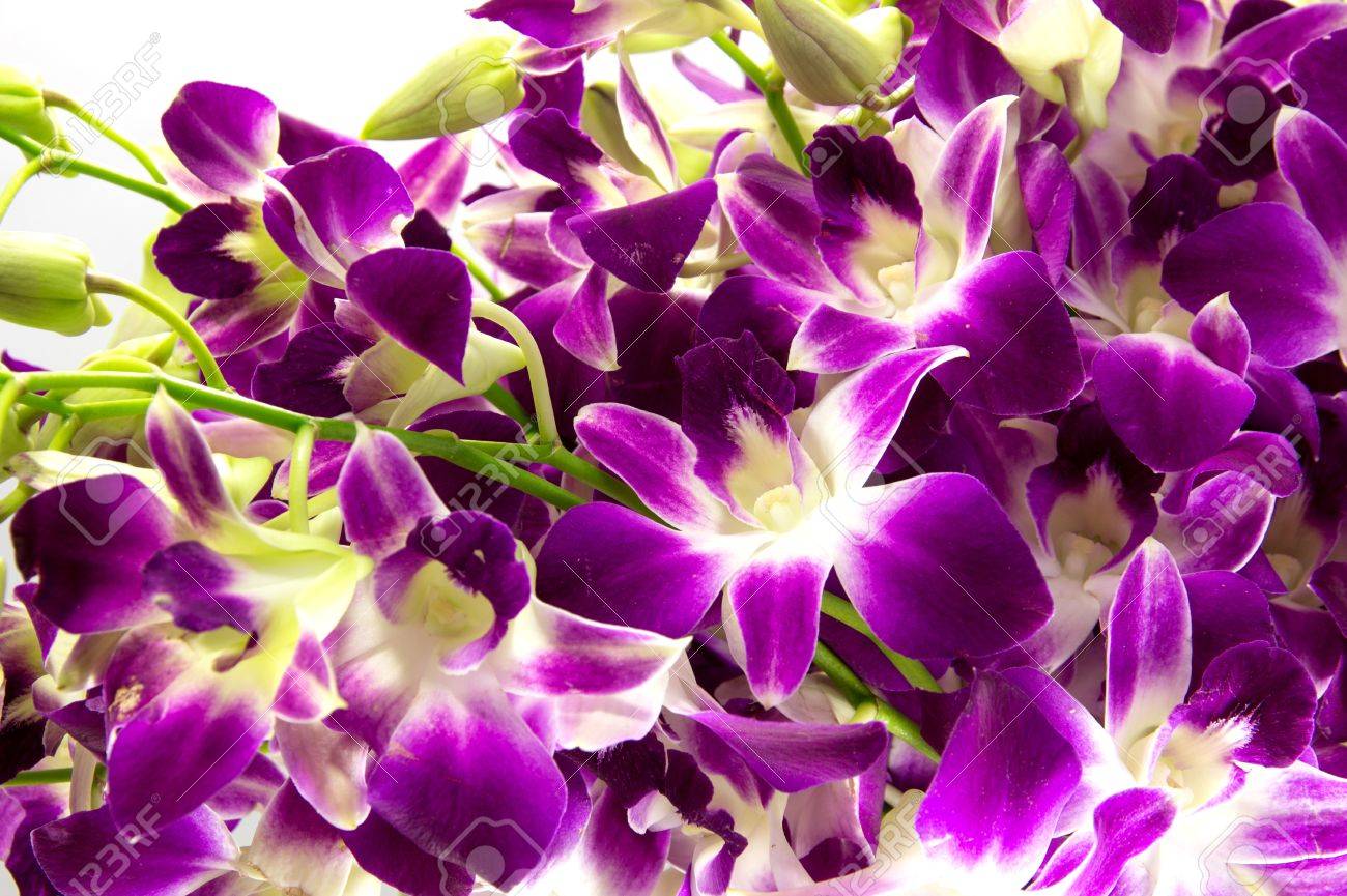 Purple Orchids