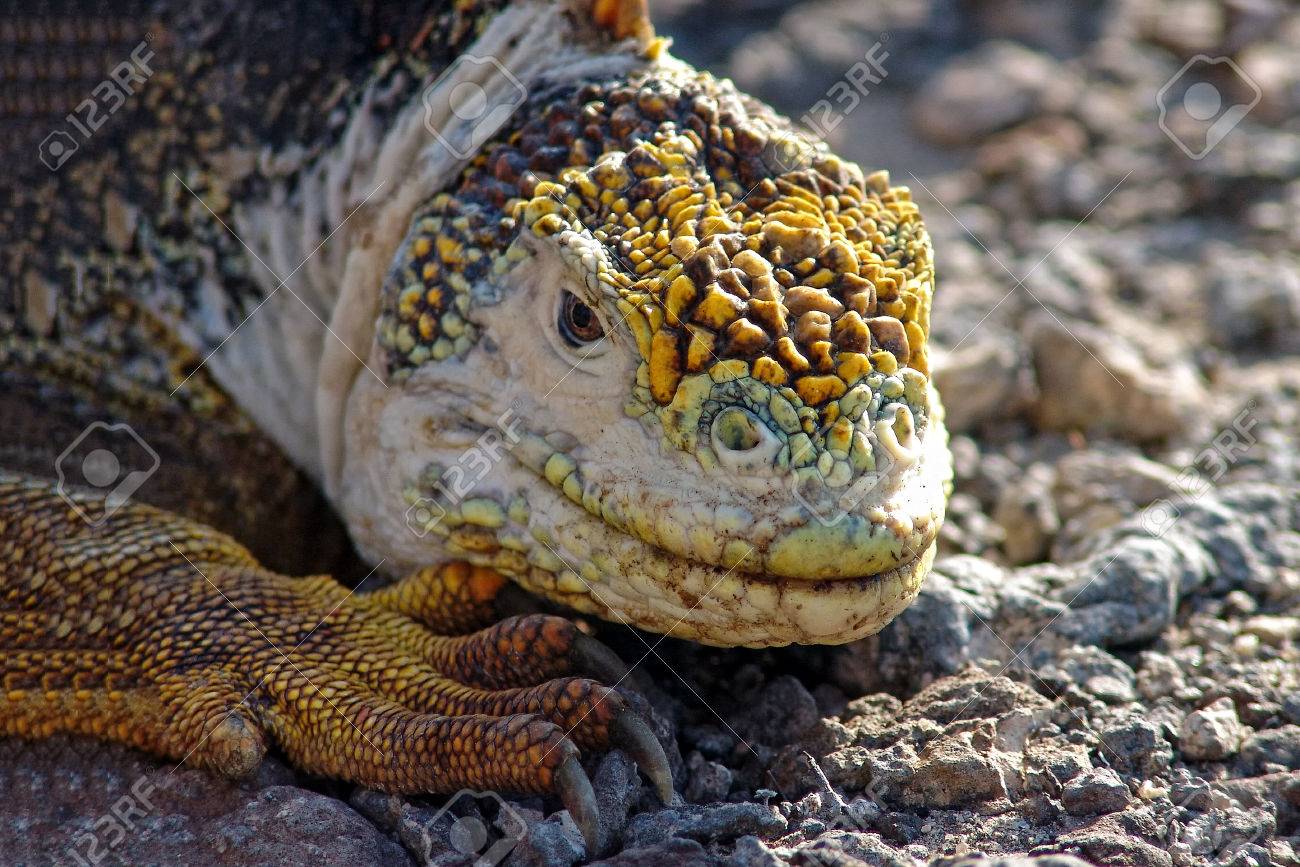 iguana yellow