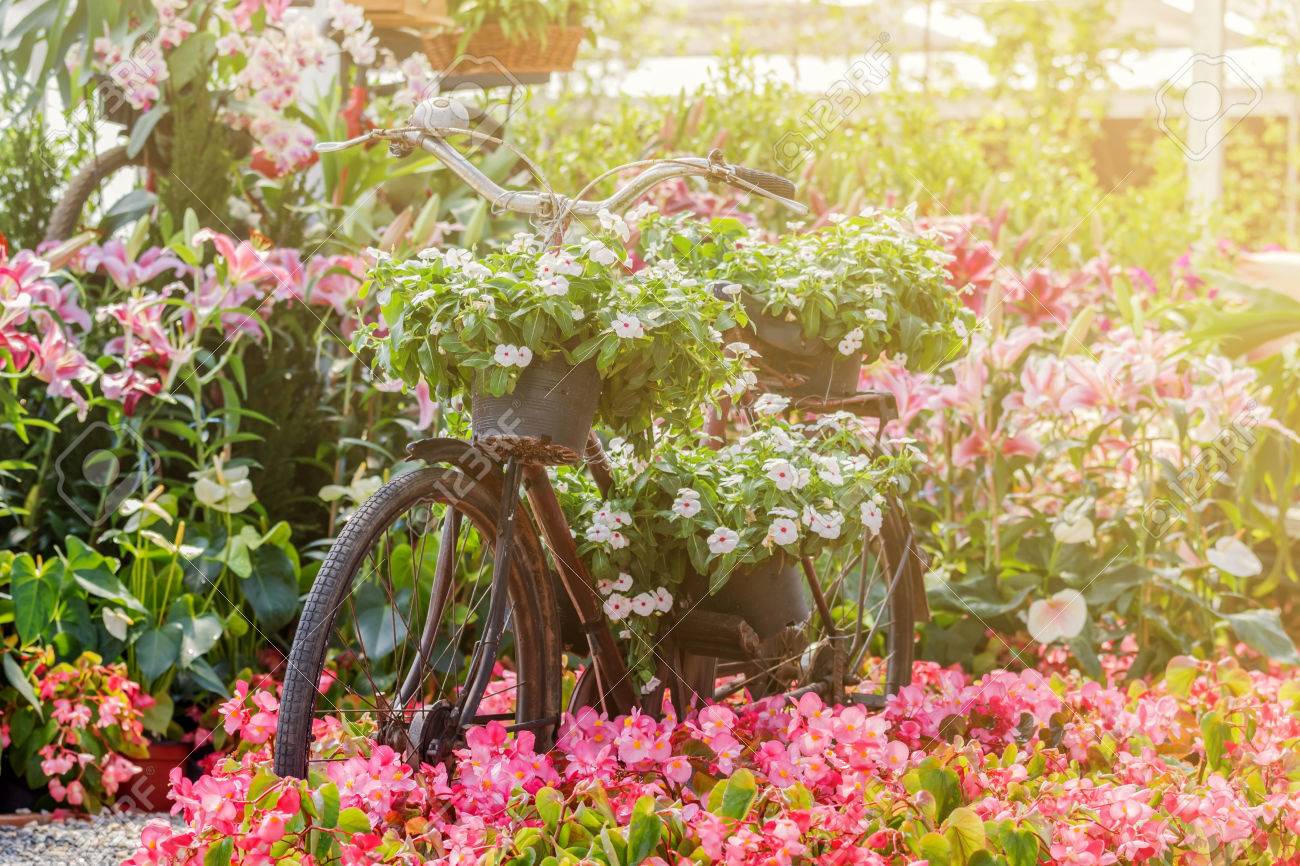 Bicicletta antique decorare nel giardino fiorito immagini a ... Decorazione Romantico Giardino