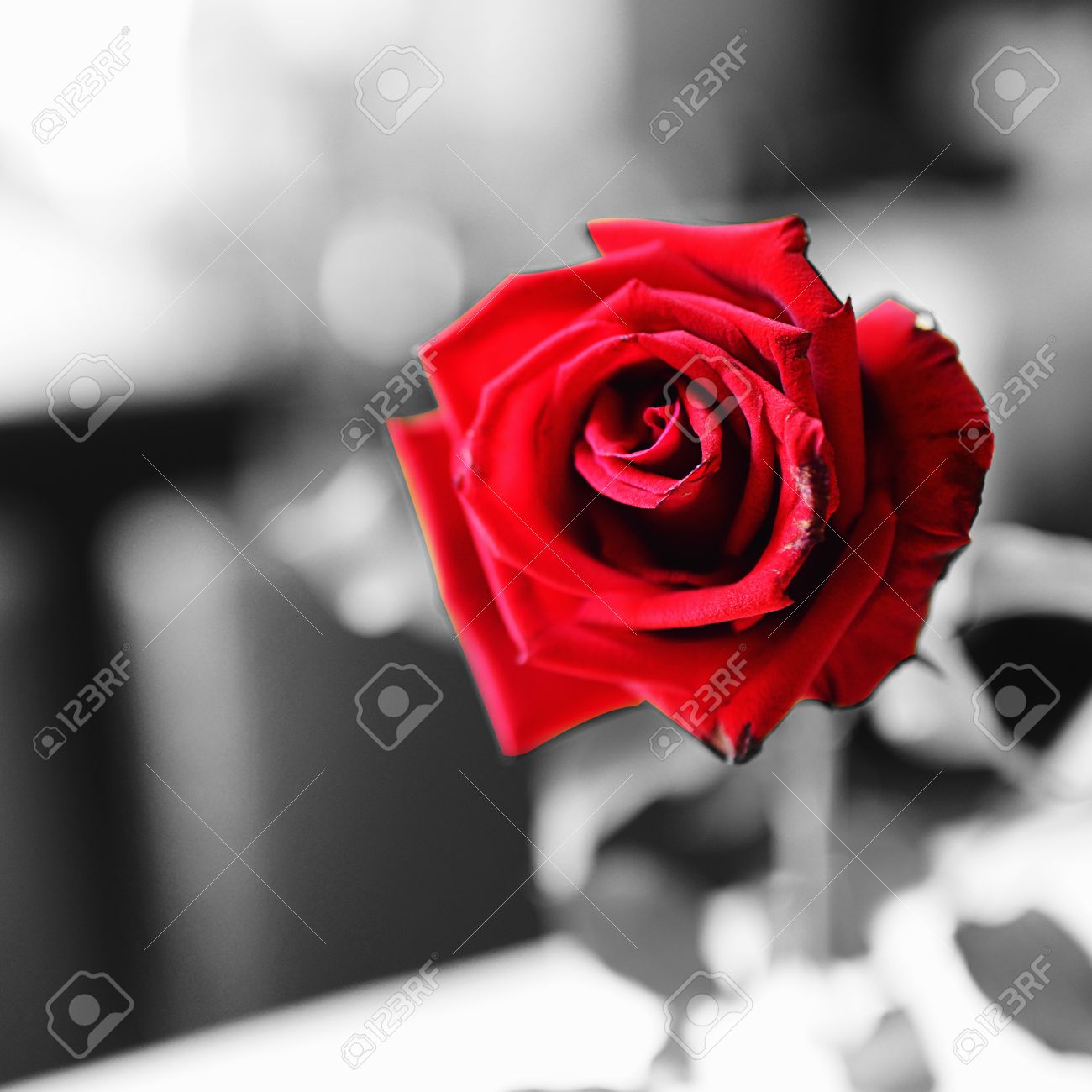 Black And White Red Rose