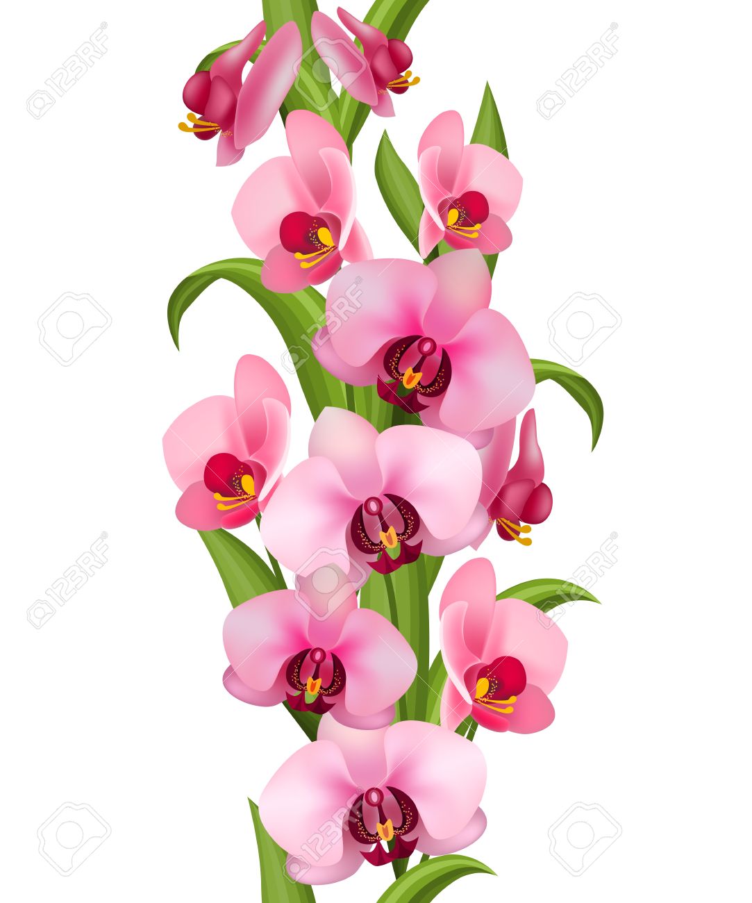 Orchid Clipart Border