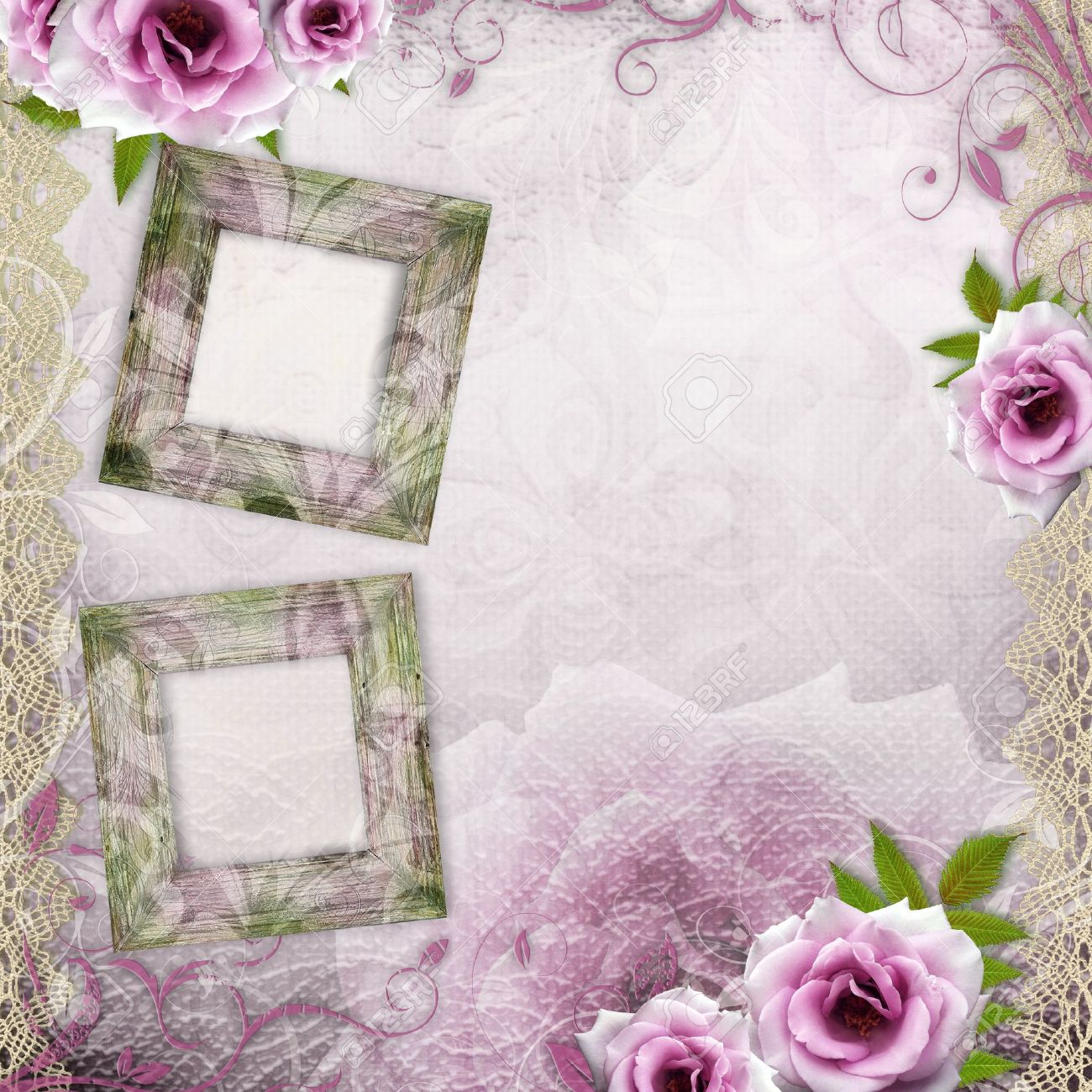 Purple Rose White Background Purple Rose White Background