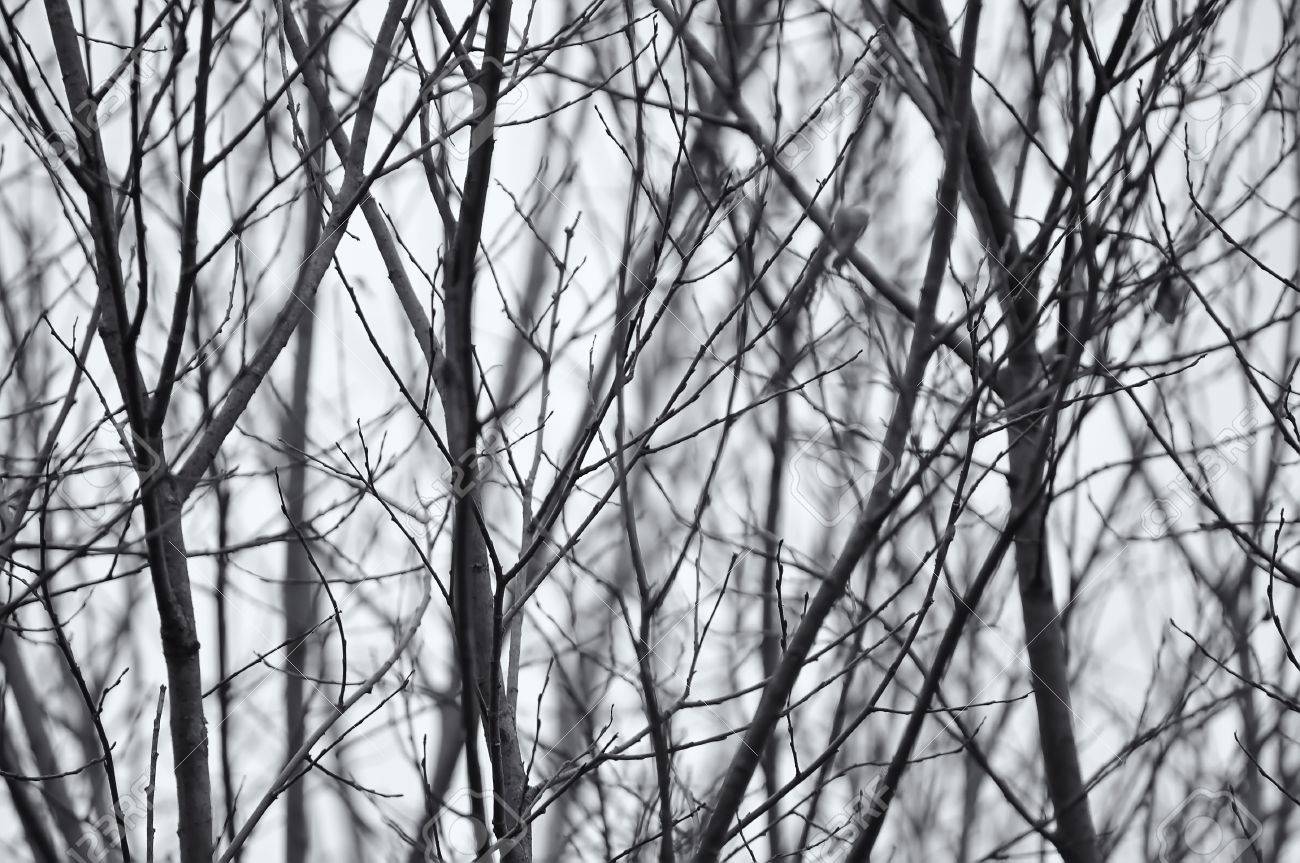 Zwart wit foto van kale bomen takken royalty vrije foto, plaatjes ...
