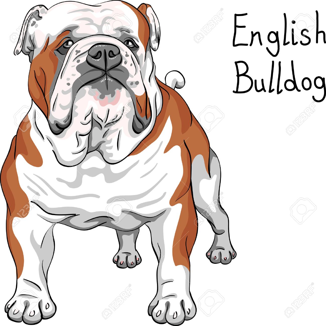Bulldog graphics pictures Bulldog graphics pictures