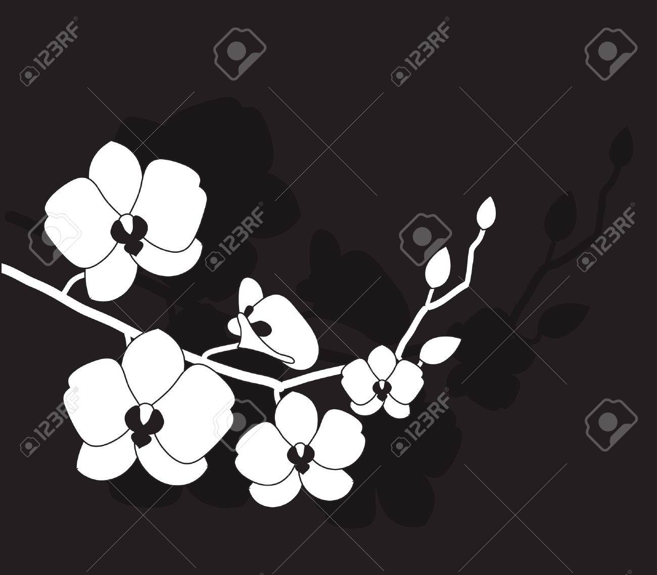 White Orchid Clipart