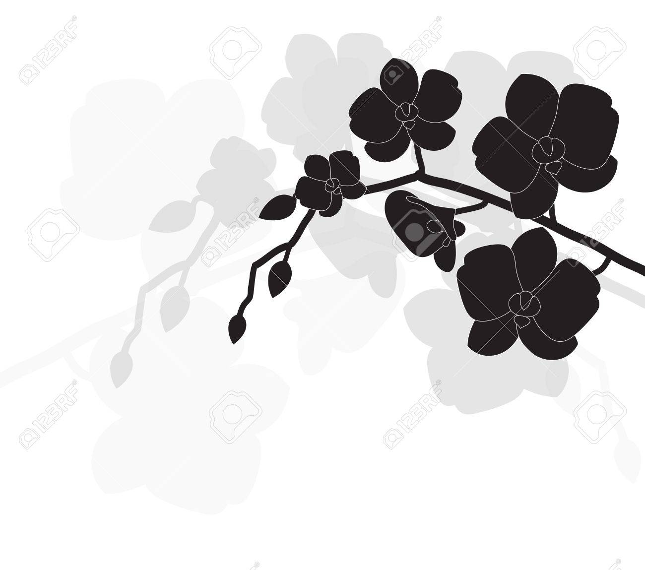 Orchid Clipart Black And White