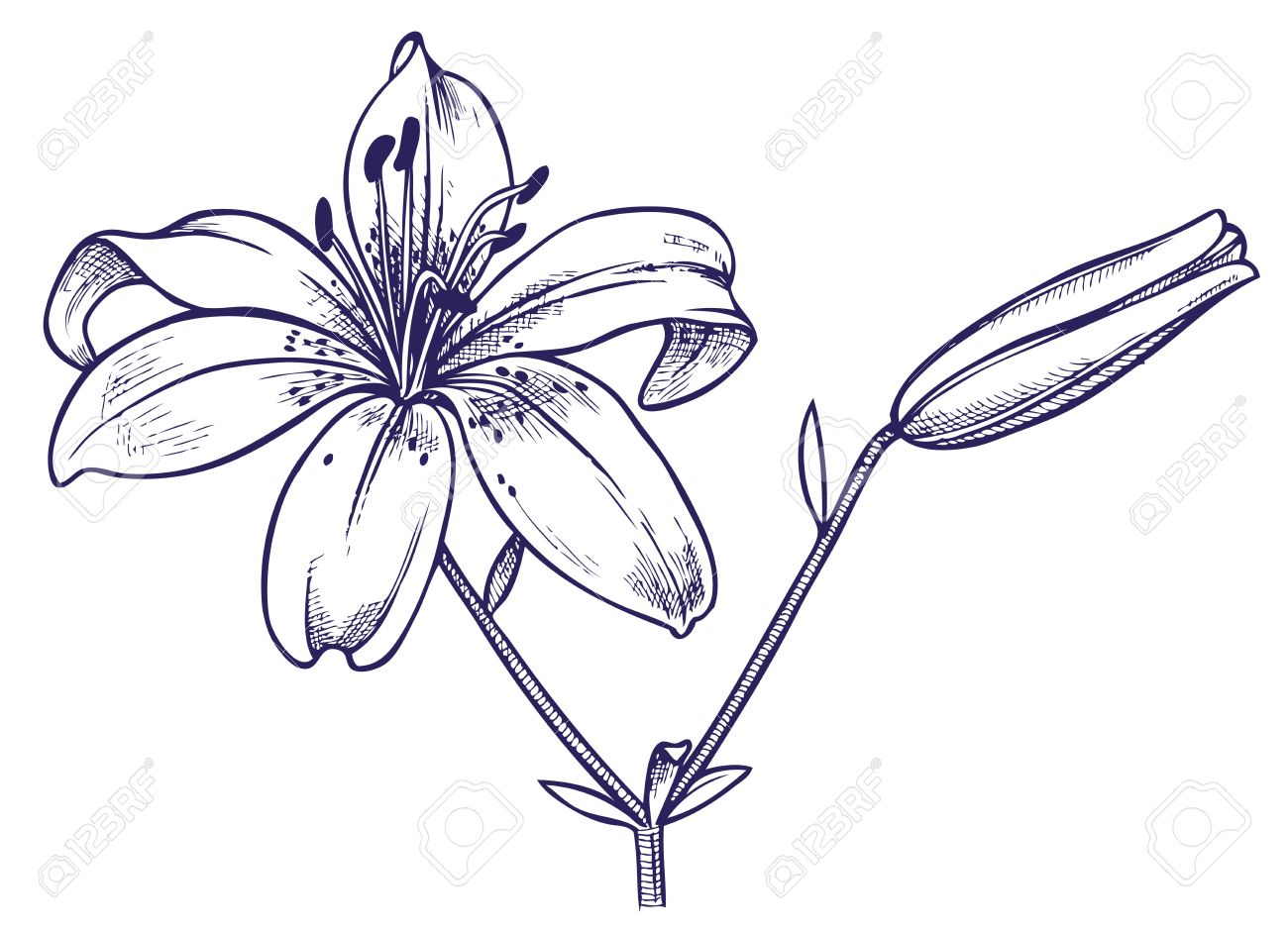 R&eacute;sultats de recherche d'images pour &laquo;&nbsp;image lys dessin&nbsp;&raquo;