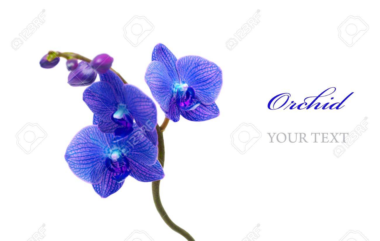 Blue Orchid Vector