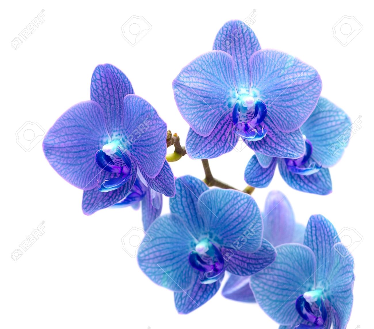 Blue Orchid Vector Blue Orchid Vector