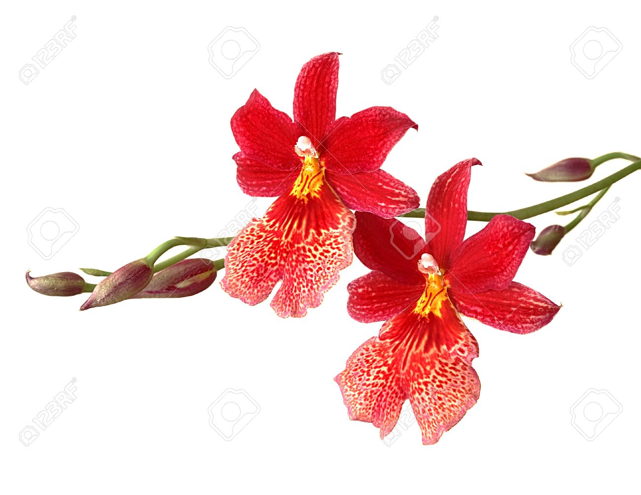 Red Orchid Flower