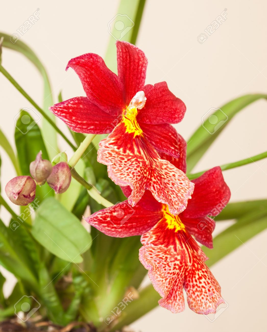 Red Orchid Flower