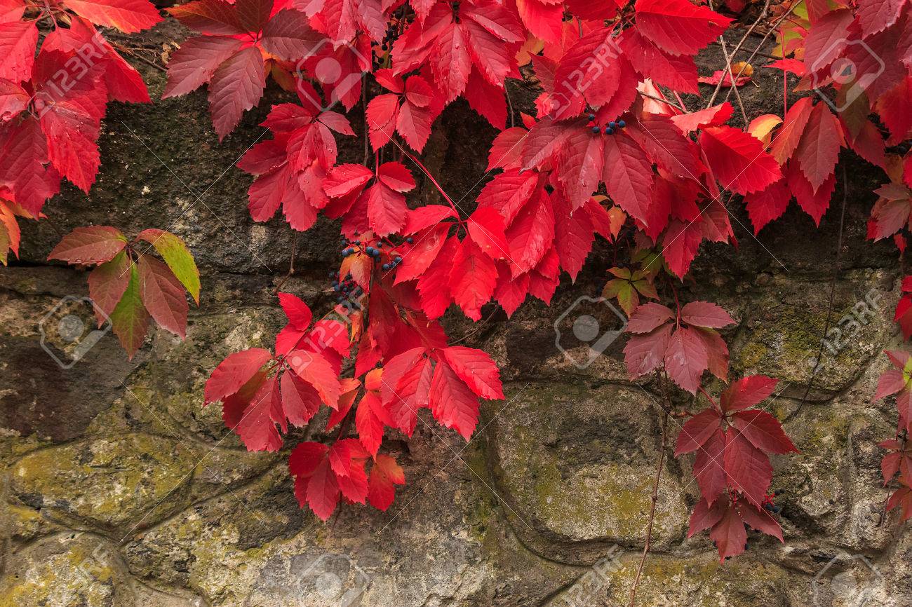 Klimplant met rode bladeren en blauwe bessen in de herfst op de ...
