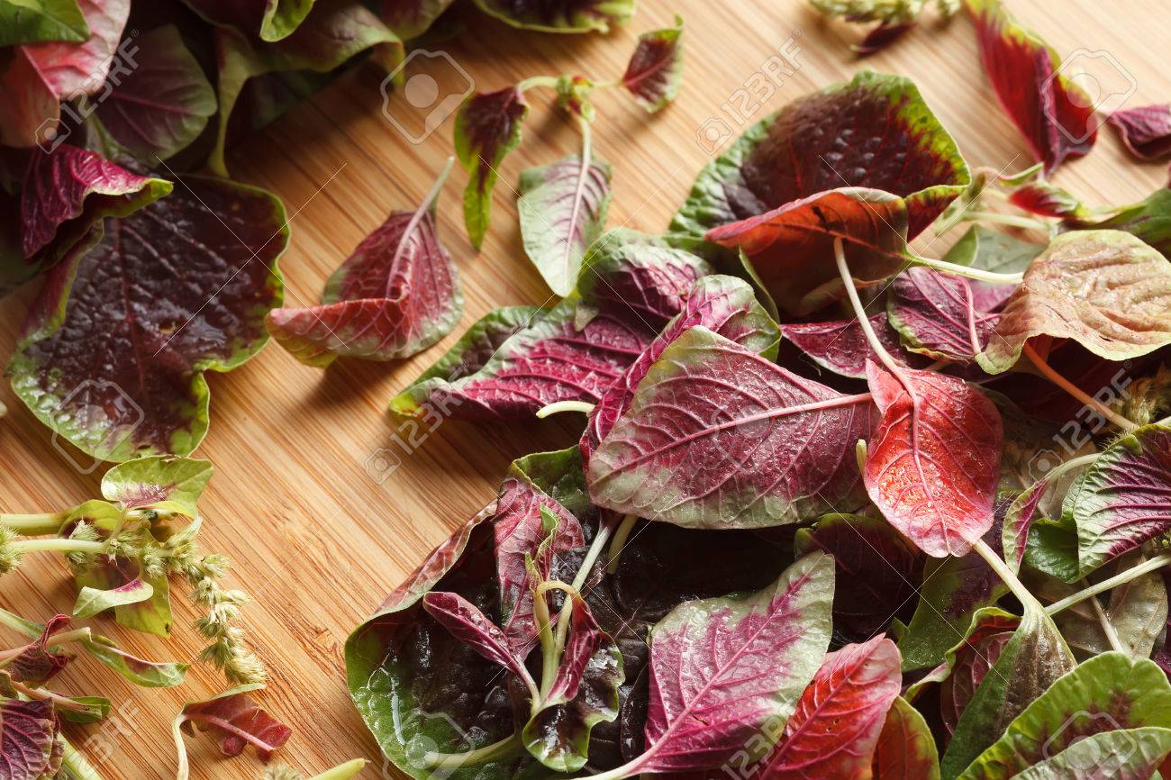 Spinat amaranth rot frischem gemüse bio küche salat lizenzfreie ... U küche rot