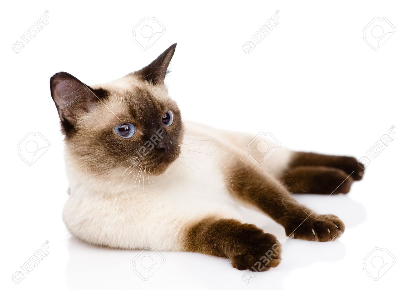 Foto de archivo , gato siamés aislado en fondo blanco