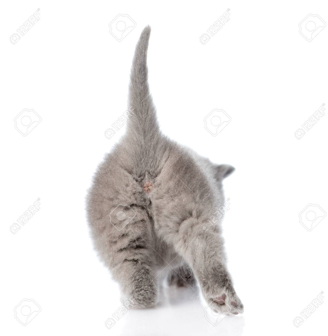37101282-ass-small-kitten-isolated-on-white-background-Stock-Photo.jpg