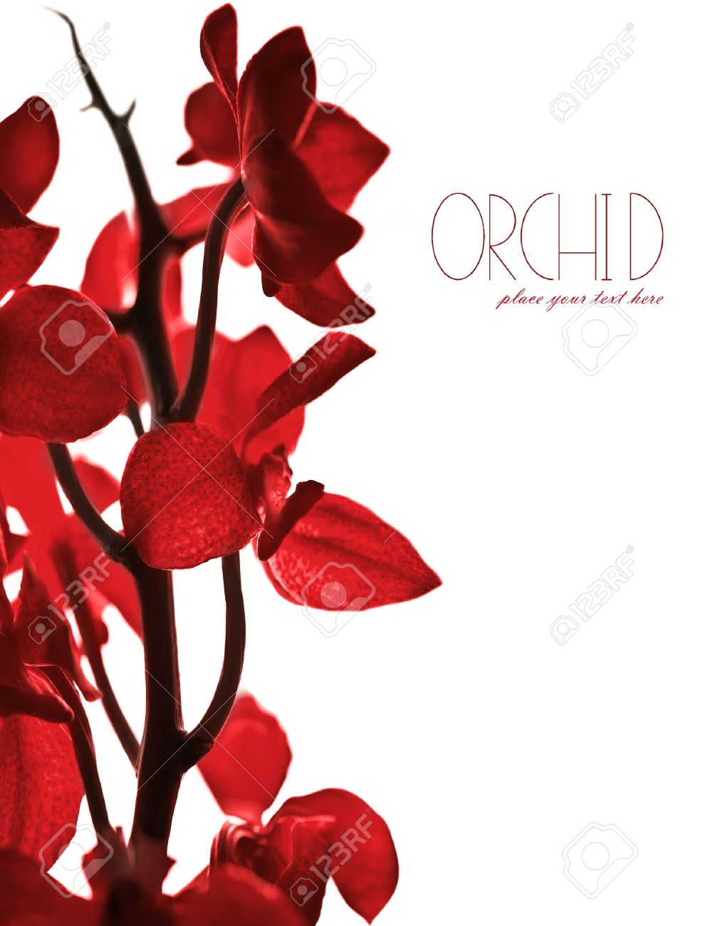 Red Orchid Flower