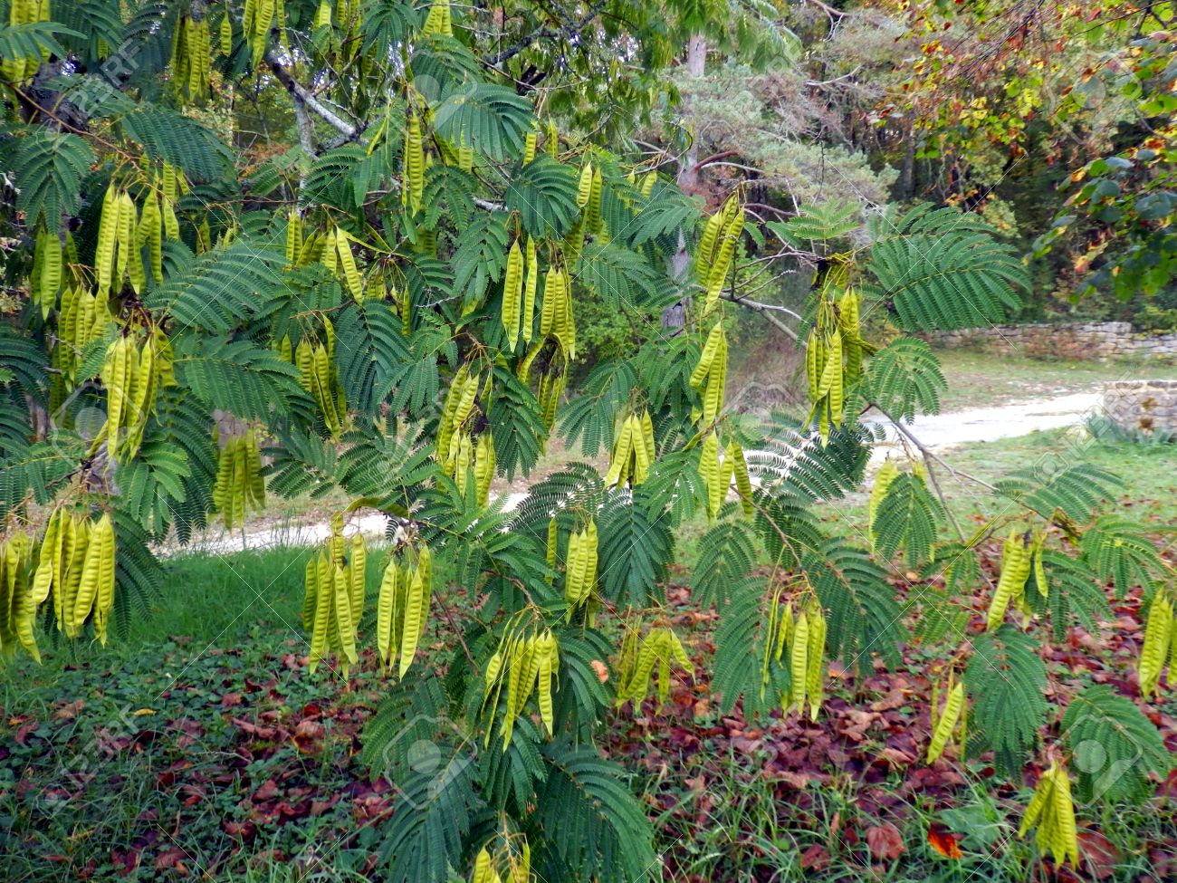 Bilderesultat for persian silk tree